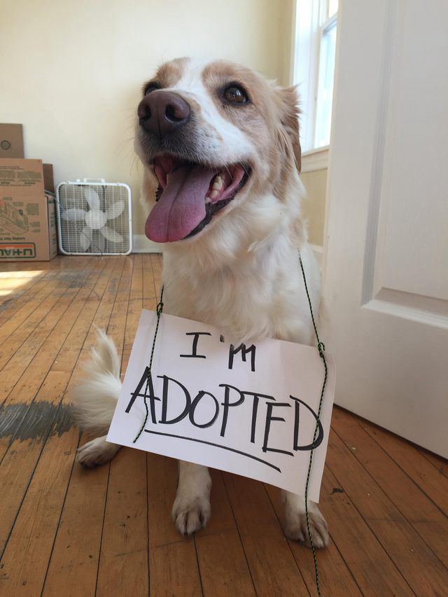 Pet adoption app project screenshot